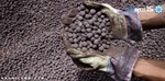 عرضه ۳۰۰ هزار تن سنگ آهن دانه بندی در بورس کالا